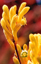 Image of People or Curtin's Bentley Campus